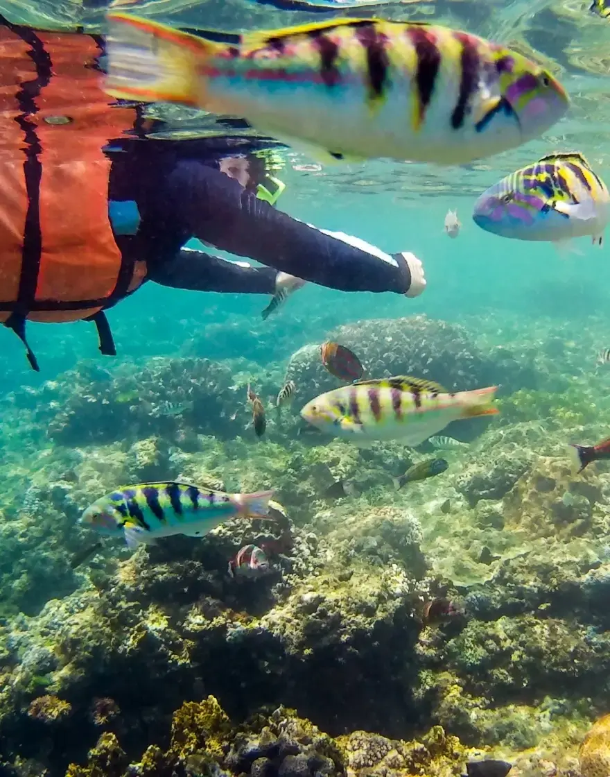 後壁湖浮淺活動